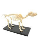 Skeletmodel hond - artificieel - Besurgical