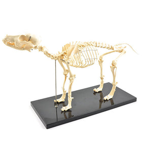 Skeletmodel hond - artificieel - Besurgical