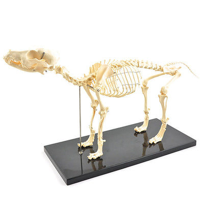 Skeletmodel hond - artificieel - Besurgical