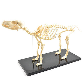 Skeletmodel hond - artificieel Besurgical
