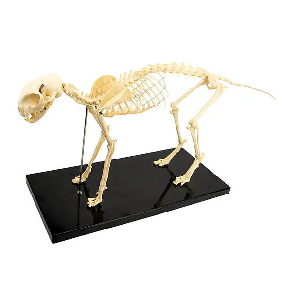 Skeletmodel kat- artificieel Besurgical