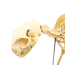 Skeletmodel kat- artificieel Besurgical