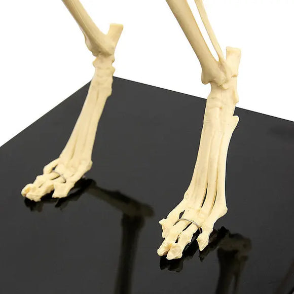 Skeletmodel kat- artificieel Besurgical