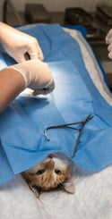 Sterilisatie Kat en Hond, Chirurgische instrumenten set (incl. geperforeerde sterilisatiedoos) - Besurgical