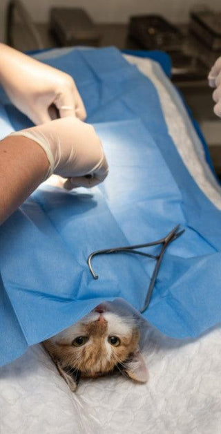 Sterilisatie Kat en Hond, Chirurgische instrumenten set (incl. niet-geperforeerde sterilisatiedoos) - Besurgical